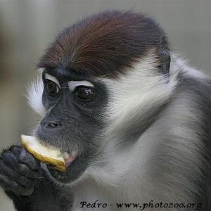 Red-crowned mangabey (Cercocebus torquatus)