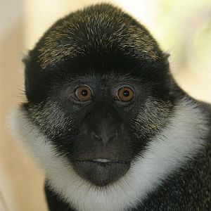 Red-bellied guenon (Cercopithecus erythrogaster)