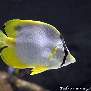 Yellowmargin butterflyfish (Chaetodon ocellatus)
