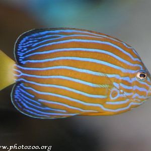 Blueband angelfish (Chaetodontoplus septentrionalis)