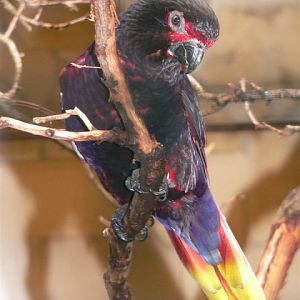 Radjah lory (Chalcopsitta atra insignis)