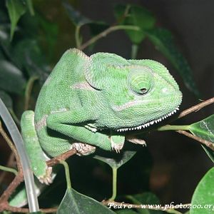 Capped chamaeleon (Chamaeleo dilepis)