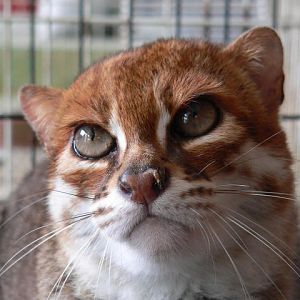 Flat-headed cat (Prionailurus planiceps)