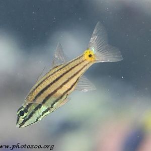 Five-striped apogon (Cheilodipterus quinquelineatus)