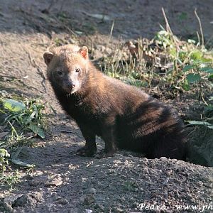 Bush dog (Speothos venaticus)