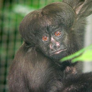 Satan saki (Chiropotes satanas)