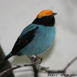 Long-tailed manakin (Chiroxiphia caudata)