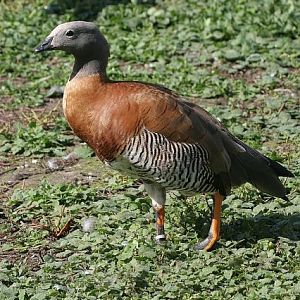 Grey-headed goose (Chloephaga poliocephala)