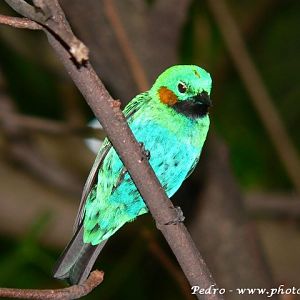 Orange-eared tanager (Chlorochrysa calliparaea)