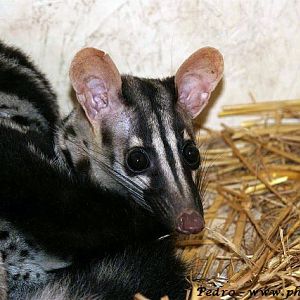 Owston's palm civet (Chrotogale owstoni)