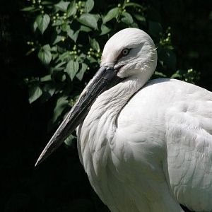 Black-billed stork (Ciconia boyciana)
