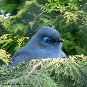 Blue coua (Coua caerulea)