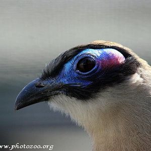 Giant coua (Coua gigas)