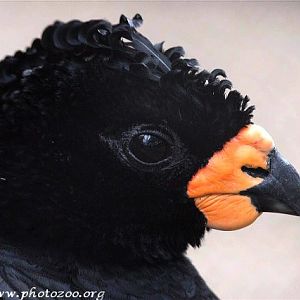 Red-billed curassow (Crax blumenbachii)