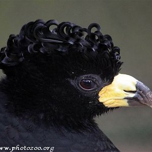 Bare-faced curassow (Crax fasciolata)