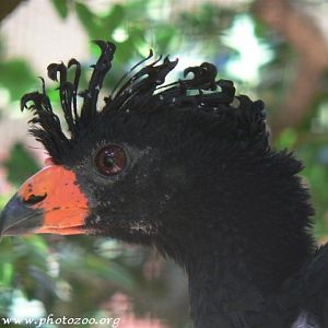 Wattled curassow (Crax globulosa)