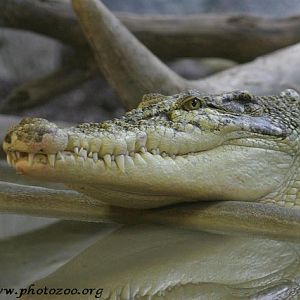 White saltwater crocodile (Crocodylus porosus)