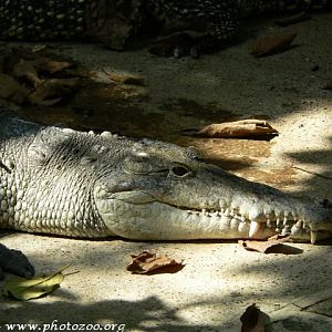 American crocodile (Crocodylus acutus)