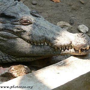 New-Guinea crocodile (Crocodylus novaeguineae)