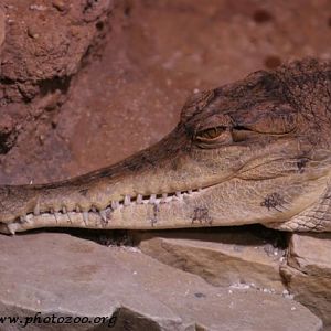 African false-gharial (Crocodylus cataphractus)