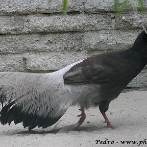 Brown eared-pheasant (Crossoptilon mandchurikum)