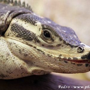 Black spiny-tailed iguana (Ctenosaura similis)