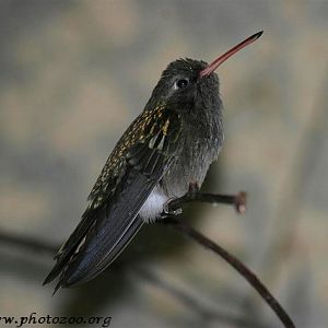 Dusky hummingbird (Cynanthus sordidus)