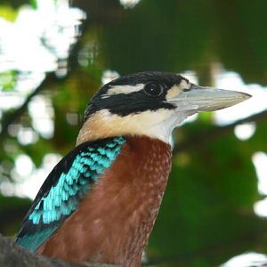 Brown-bellied kookaburra (Dacelo gaudichaud)