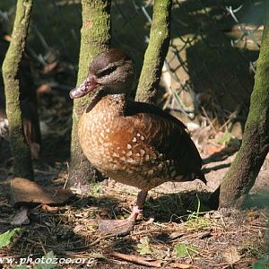 Spotted whistling-duck (Dendrocygna guttata)