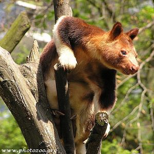 Goodfellow's tree kangaroo (Dendrolagus goodfellowi)
