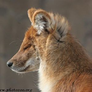 Asian wild-dog (Cuon alpinus)