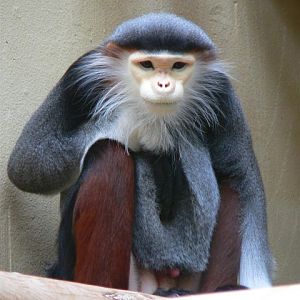 Douc langur (Pygathrix nemaeus)