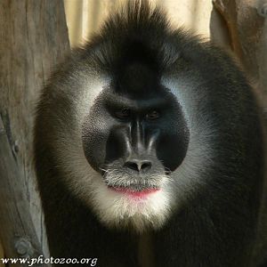 Drill (Mandrillus leucophaeus)