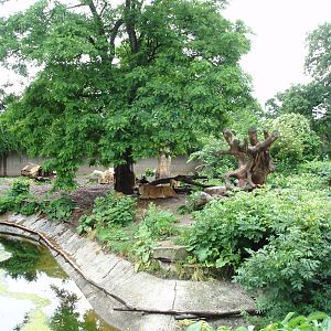 Copenhagen Zoo - Lion enclosure
