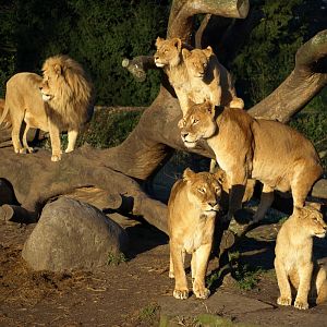 Copenhagen Zoo - Lions