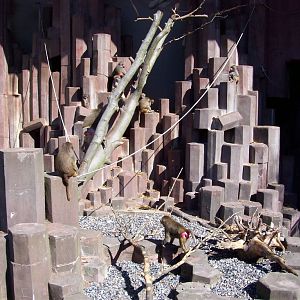 Copenhagen Zoo - Baboon cliffs