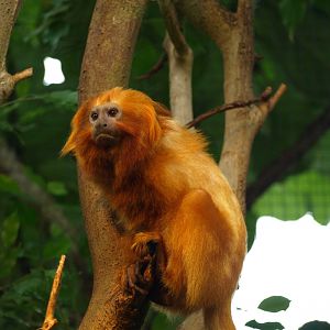 Copenhagen Zoo - Golden lion tamarin
