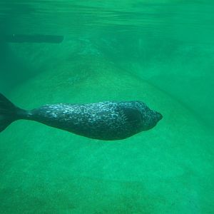 Copenhagen Zoo - Harbour seal