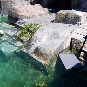 Copenhagen Zoo - Polar bear exhibit