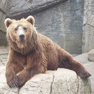 Copenhagen Zoo - Brown bear