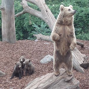 Copenhagen Zoo - Brown bears
