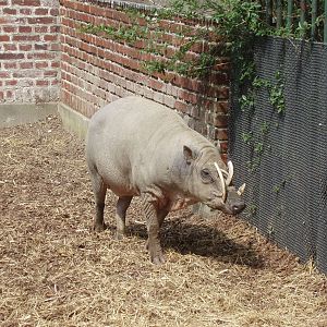 Copenhagen Zoo - Babirusa