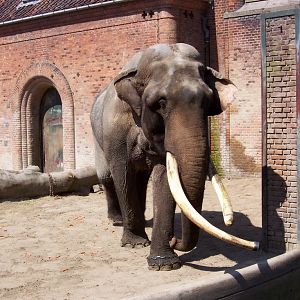 Copenhagen Zoo - Chieng Mai