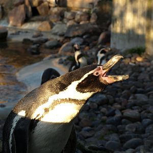 Copenhagen Zoo - Humboldt penguin