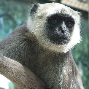 Entellus langur