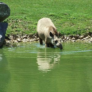 Brazilian tapir