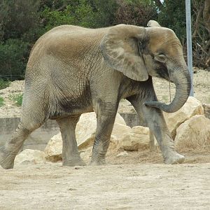 African elephant