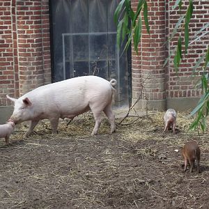 Copenhagen Zoo - Babirusa/pig hybrids