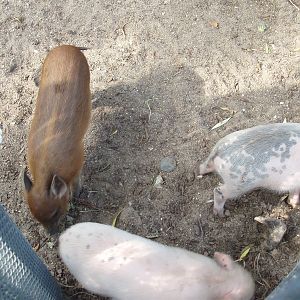 Copenhagen Zoo - Babirusa/pig hybrids