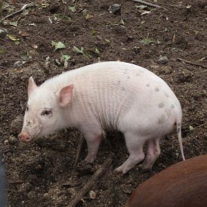Copenhagen Zoo - Babirusa/pig hybrids